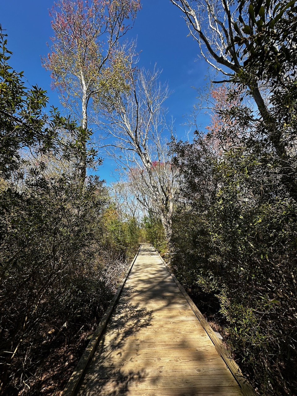 Boardwalk through woods.